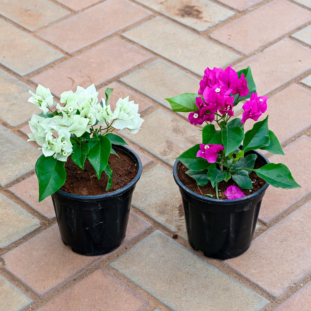 Set of 2 - Bougainvillea (White & Pink) in 5 Inch Nursery Pot