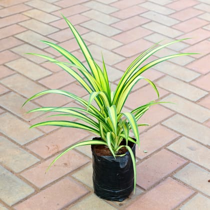Buy Pandanus / Screw pine / Spider Yellow in 8 Inch Nursery Bag Online | Urvann.com