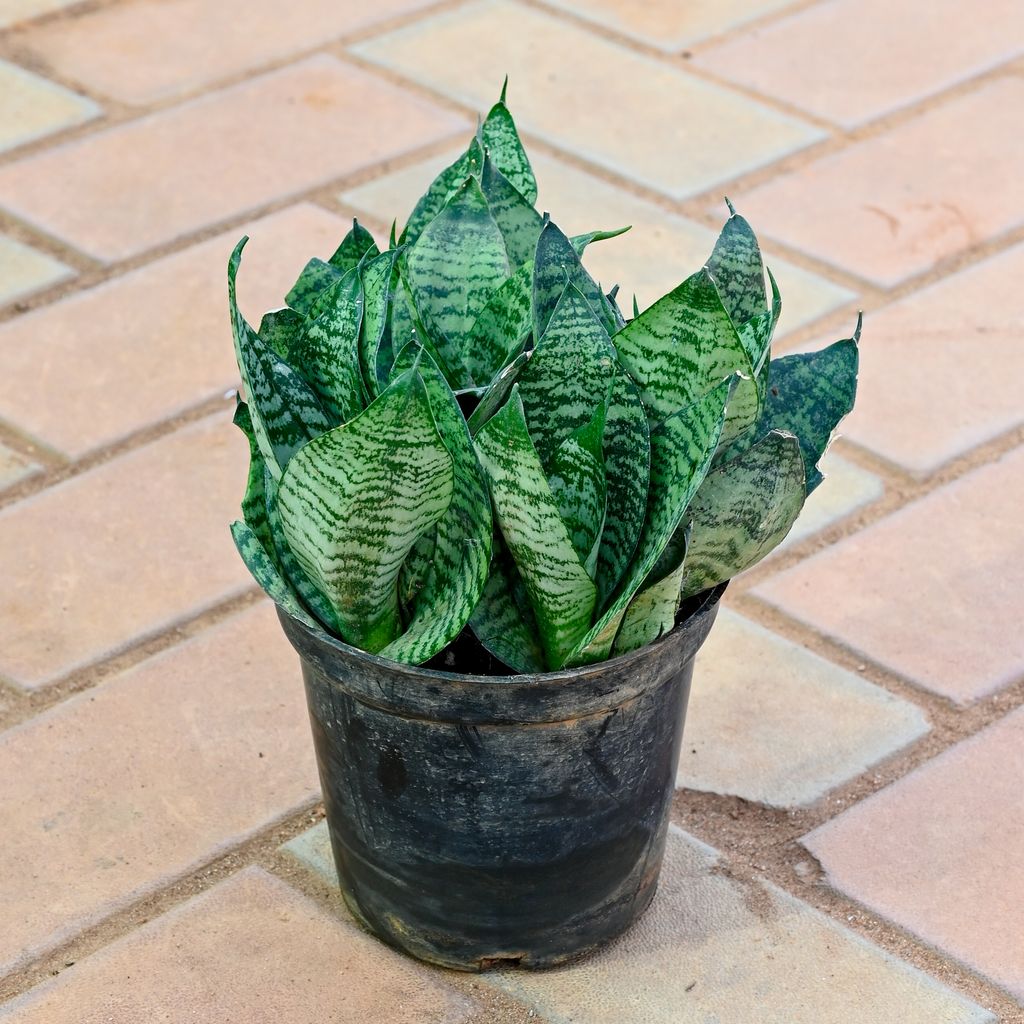 Snake Green Bushy in 5 Inch Nursery Pot