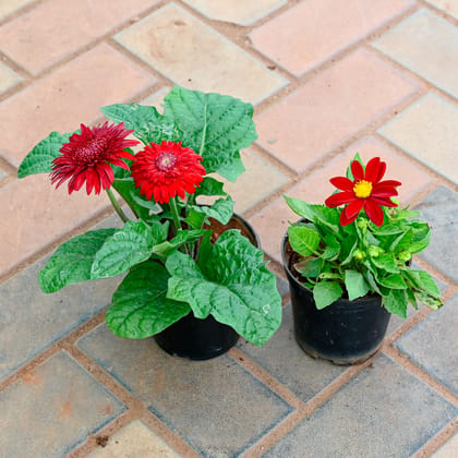 Buy Set of 2 - Gerbera & Dahlia (any colour) in 4 Inch Nursery Pot Online | Urvann.com