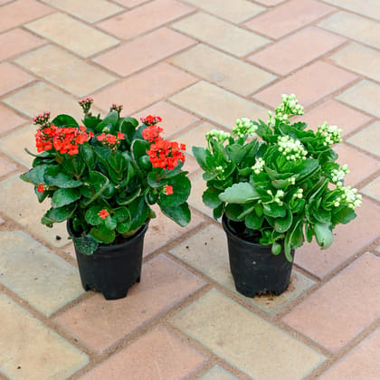 Buy Set of 2 - Kalanchoe Succulent (Red & White) in 4 Inch Nursery Pot Online | Urvann.com