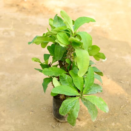 Buy Euphorbia Mili (any colour) in 6 Inch Nursery Bag Online | Urvann.com
