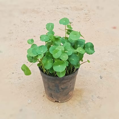 Buy Pennywort / Brahmi Dollar / Chinese Money Plant in 6 Inch Nursery Pot Online | Urvann.com
