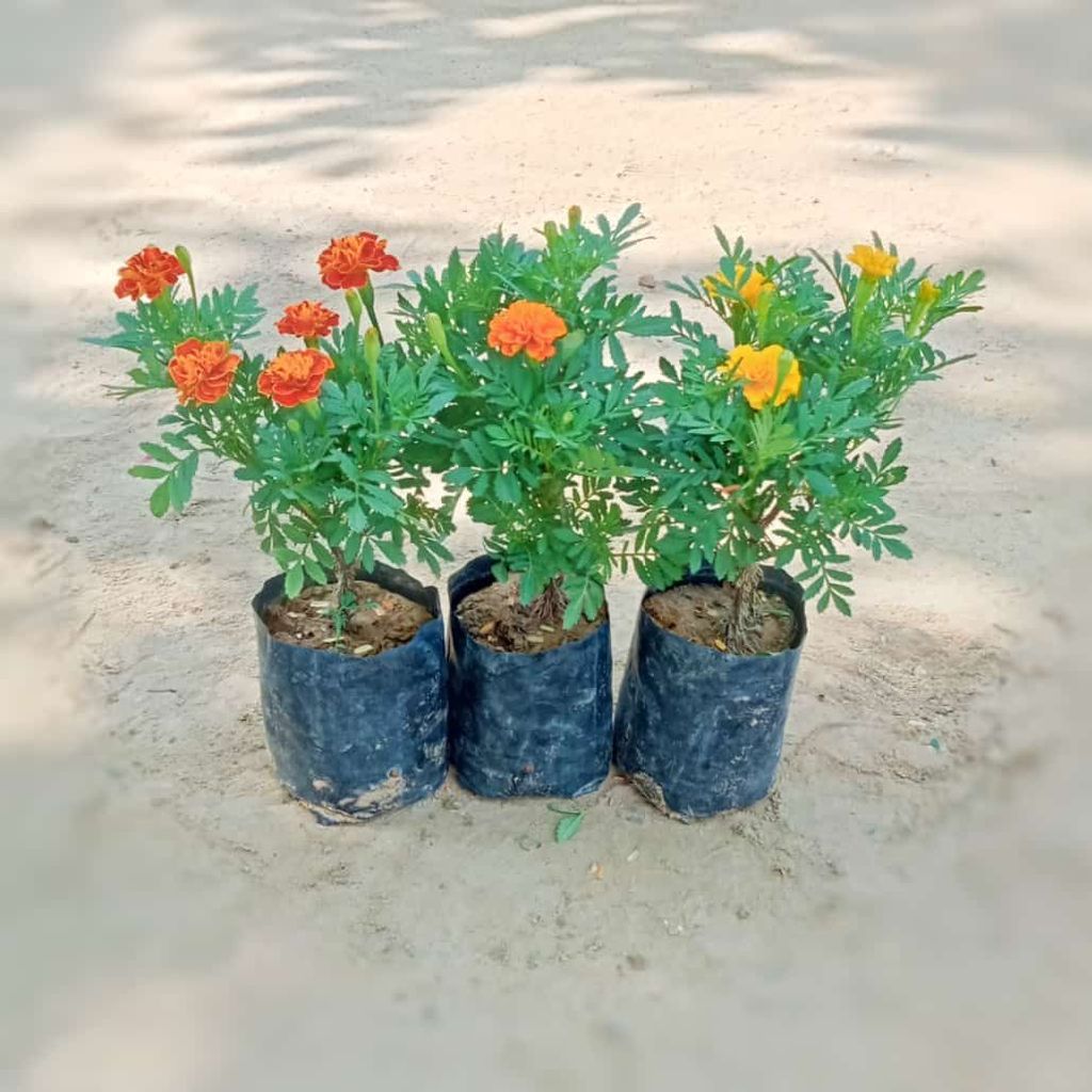 Set of 3 - Marigold / Genda Jafri (any colour) in 4 Inch Nursery Bag
