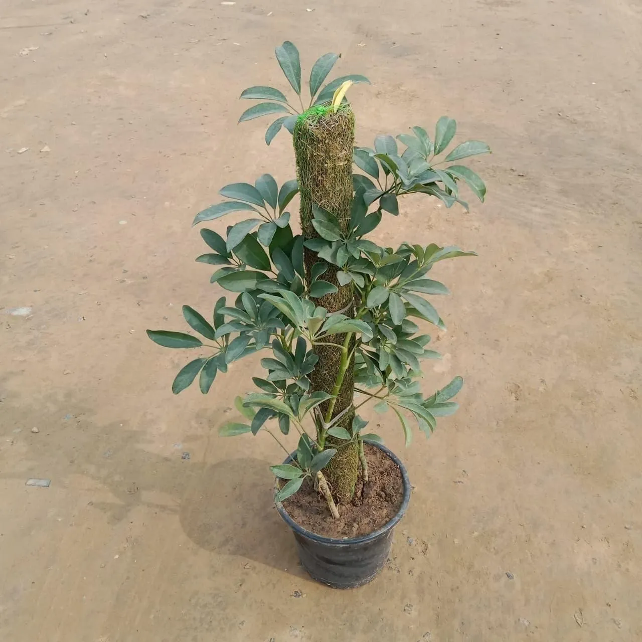 Schefflera With 3 Ft Moss Stick in 10 Inch Nursery Pot