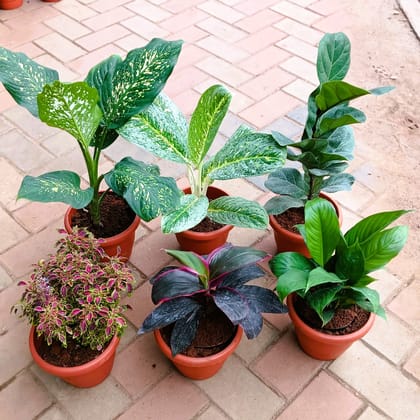 Indoor Garden Delight - Set of 6 - Agalonema Snow White, Tiger, Fiddle Leaf Fig / Ficus Lyrata, Coleus Red, Dracaena Rosea & Peace Lily in 7 Inch Classy Red Plastic Pot