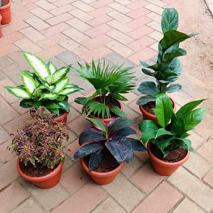 Indoor Garden Delight - Set of 6 - Dieffenbachia Camille, China / Fan Palm, Fiddle Leaf Fig, Ficus Lyrata, Coleus Red, Dracaena Rosea & Peace Lily in 9 Inch Classy Red Plastic Pot