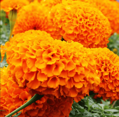 Marigold / Genda African Seeds - Excellent Germination