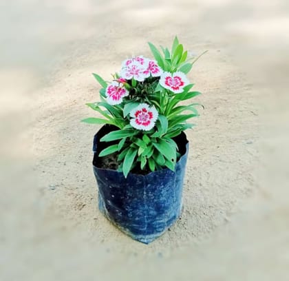 Dianthus (any colour) in 4 Inch Nursery Bag