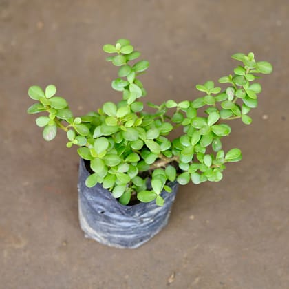 Buy Jade in 3 Inch Nursery Bag Online | Urvann.com