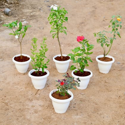 Flowering Delight - Set of 6 - Naag Champa, Double chandni pune variety,Juhi / Jasmine,Hybrid Hibiscus,English rose mini & English Rose big  (any colour) in 10 Inch Classy White Plastic Pot