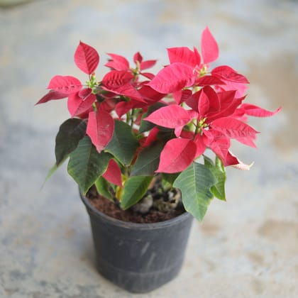 Buy Poinsettia Red Christmas Flower in 6 Inch Plastic Pot Online | Urvann.com