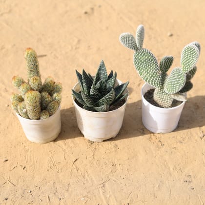 Buy Set of 3 - Gasteria Sugar Creek Succulent, Mammillaria Elongata Cactus & Silver Milky Cactus in 4 Inch Nursery Pot Online | Urvann.com