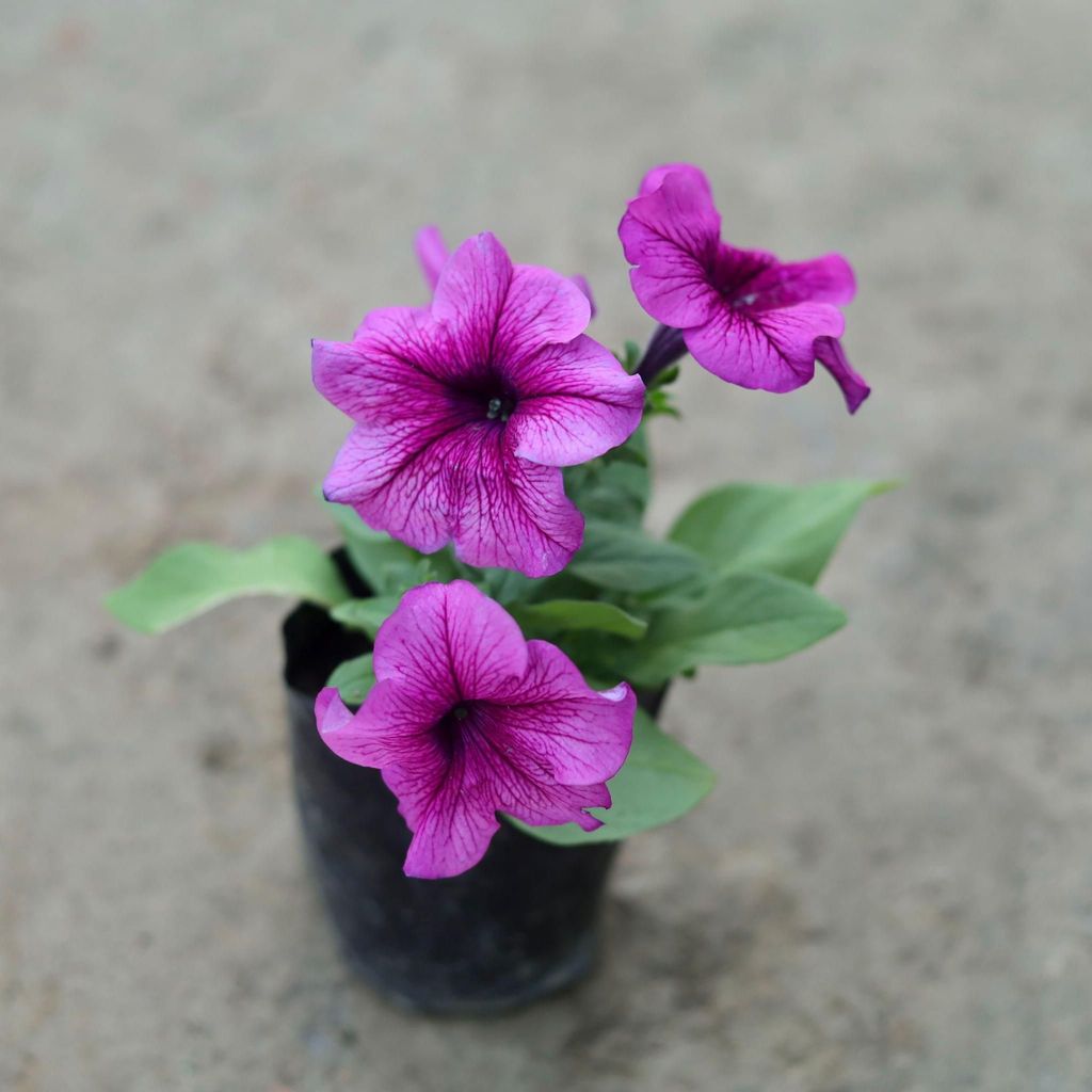 Petunia (Any Colour) in 4 Inch Nursery Bag