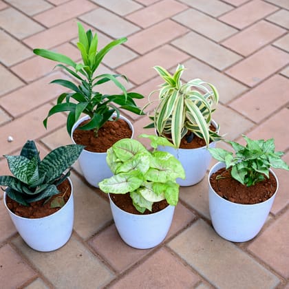 Buy Set of 5 - Dracaena Green, Song of India, Snake Green Dwarf, Syngonium Golden & Pixie Green in 5 Inch Elegant Plastic Pot( Any Colour) Online | Urvann.com