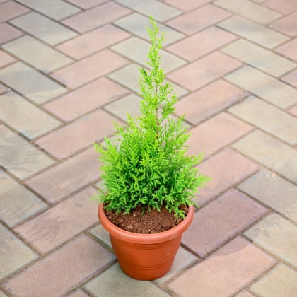 Buy Jhau / Morpankhi Golden in 7 Inch Classy Red Plastic Pot Online | Urvann.com