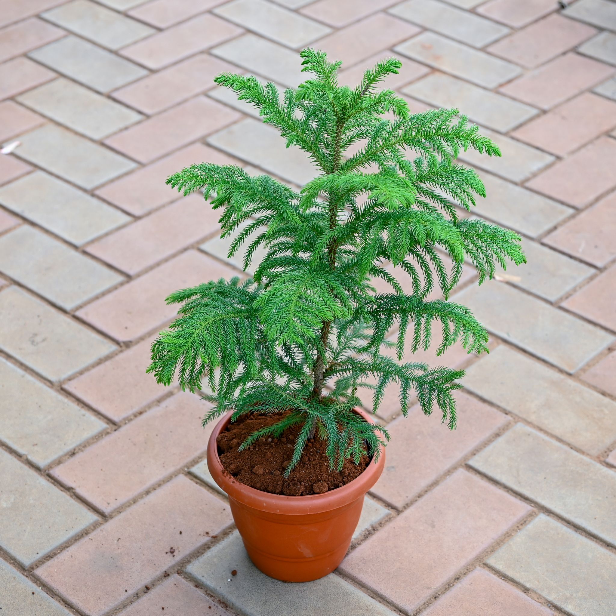 Araucaria / Christmas Tree (~ 1 Ft) in 7 Inch Classy Red Plastic Pot
