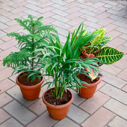 Buy Set of 3 - Areca Palm, Araucaria / Christmas Tree & Croton Petra in 7 Inch Classy Red Plastic Pot Online | Urvann.com