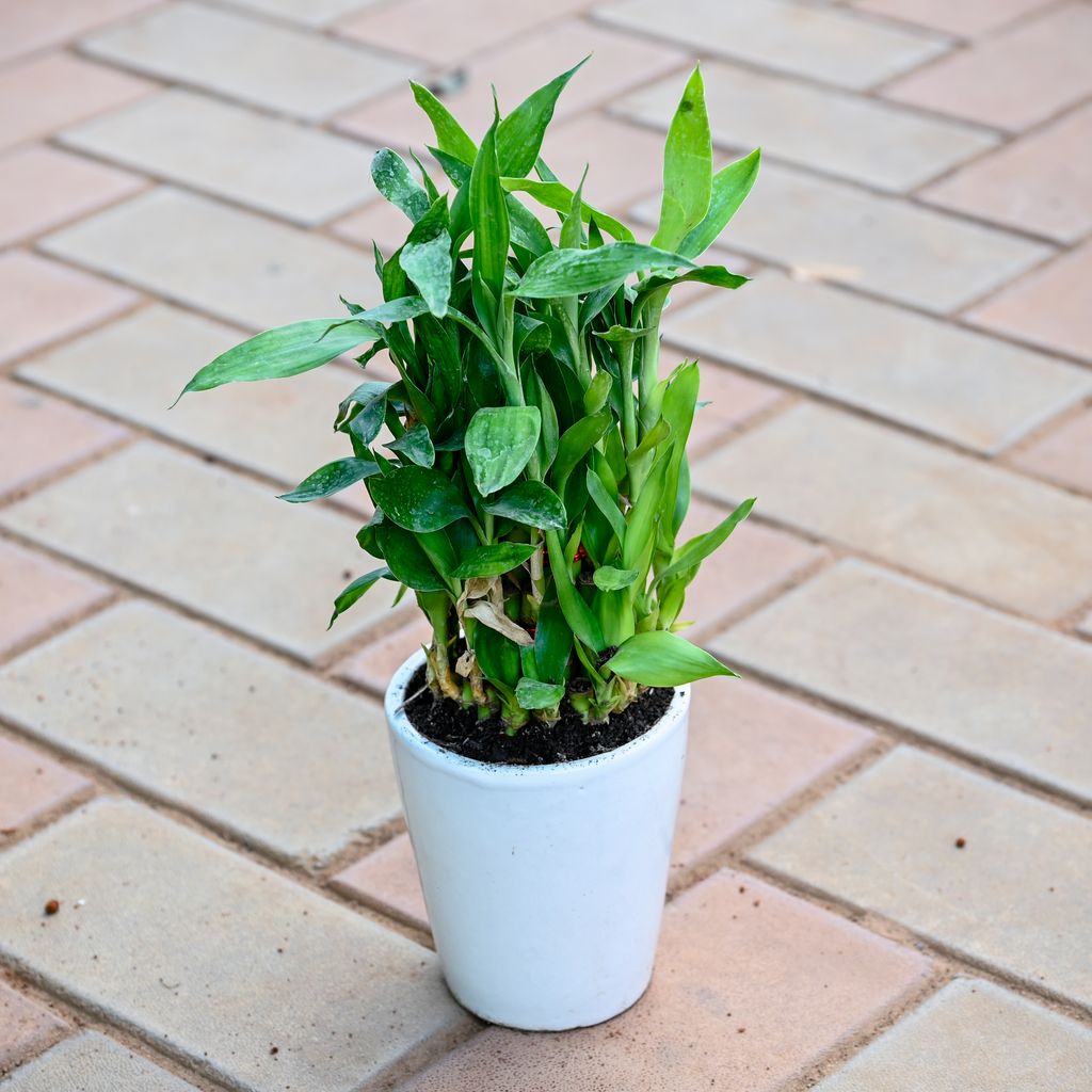 Buy Lucky Bamboo Soil in 5 Inch Classy White Balti Ceramic Pot Online | Urvann.com Lucky Bamboo Soil in 5 Inch Classy White Balti Ceramic Pot