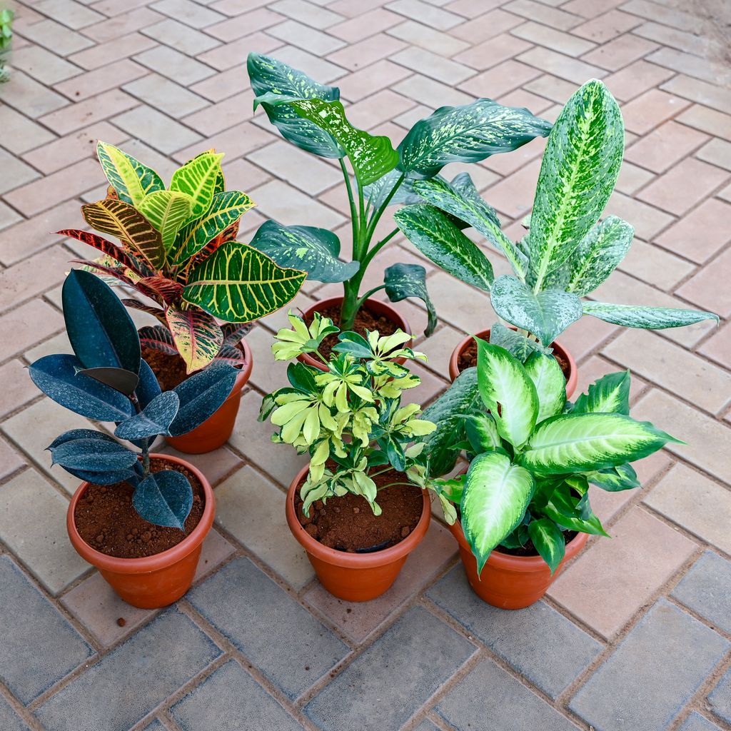 Large Indoor Delight - Set of 6 - Rubber Black , Aglaonema Emarald Bay, Aglaonema Parrot, Croton Petra, Schefflera Variegated & Dieffenbachia Honeydew in 7 Inch Red Classy Plastic Pot