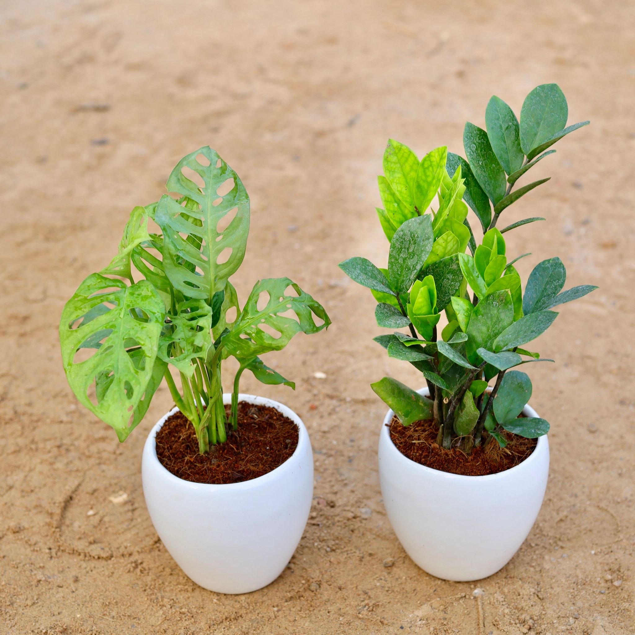 Set of 2 - Monstera Broken Heart & Zz Green in 6 Inch Classy White Apple Ceramic Pot