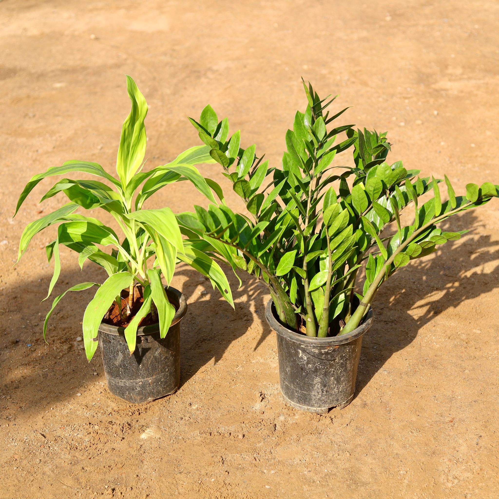 Set of 2 - Dracaena Limelight & Zz Green in 8 Inch Nursery Pot
