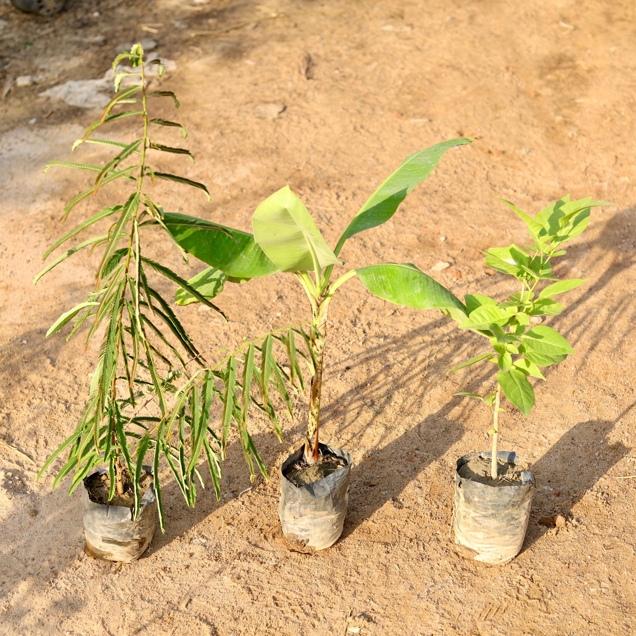 Set of 3 - Amla / Indian Gooseberry, Banana & Bel Patra in 5 Inch nursery bag