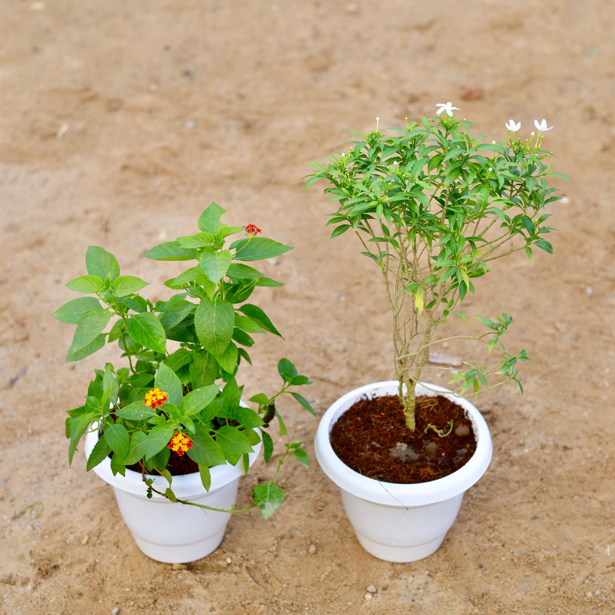 Set of 2 - Chandi Dwarf & Lantana (any colour) in 8 Inch Classy White Plastic Pot