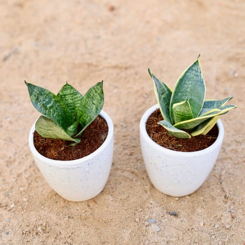 Set of 2 - Snake (yellow & green) in 4 Inch Classy White Cup Ceramic Pot
