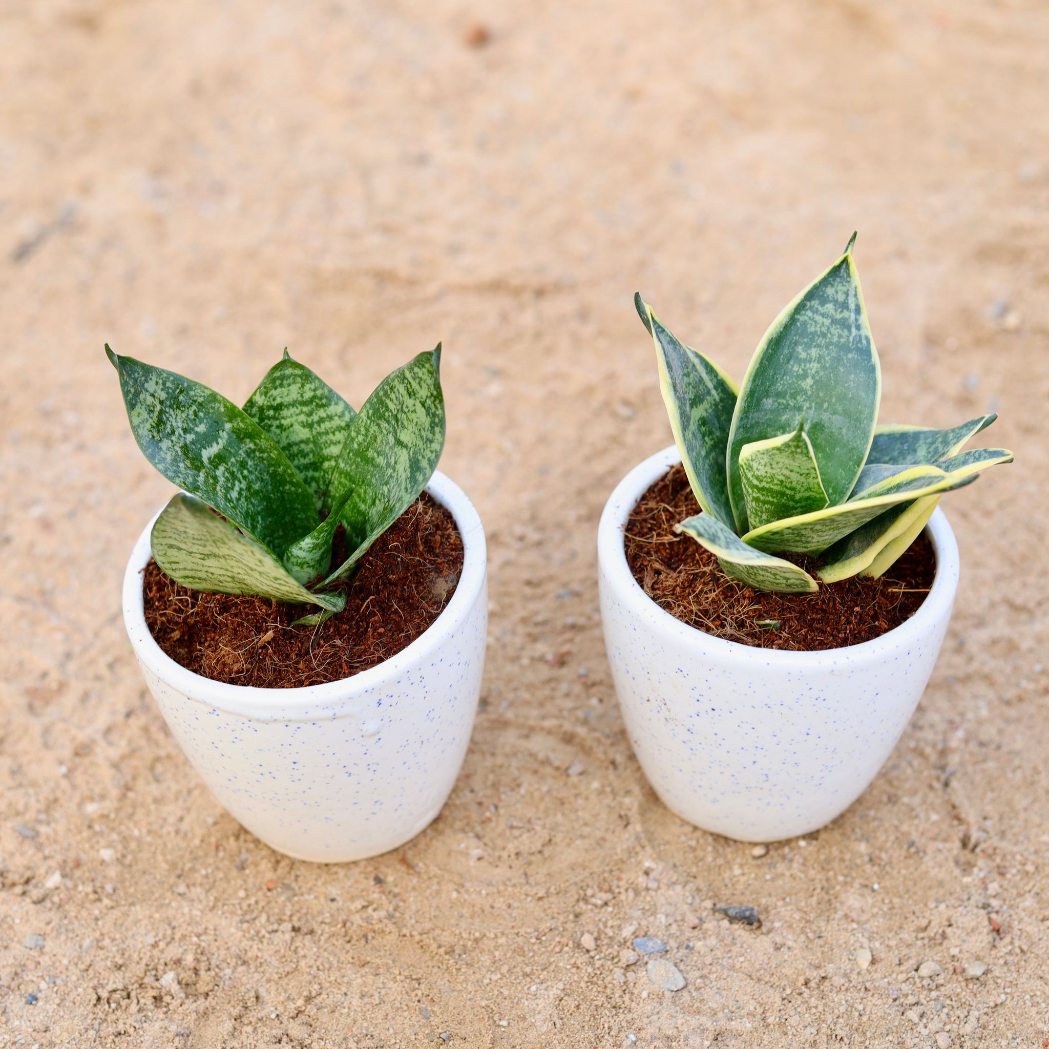 Set of 2 - Snake (yellow & green) in 4 Inch Classy White Cup Ceramic Pot