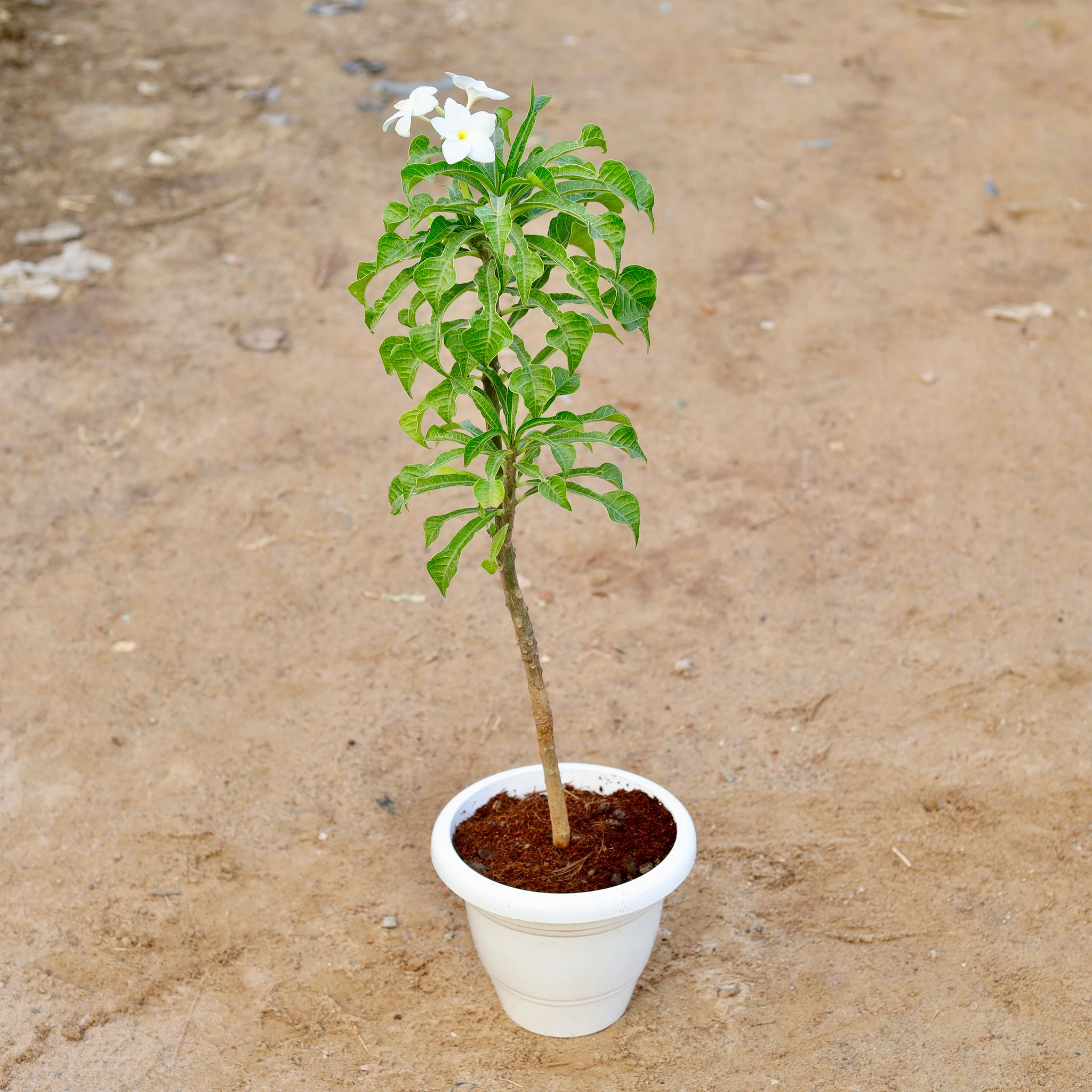Naag Champa / Plumeria Pudica White in 10 Inch Classy White Plastic Pot