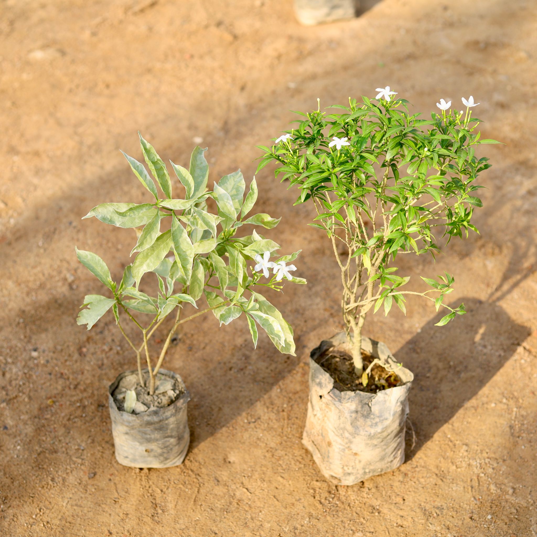 Set of 2 - Chandni Variegated & Dwarf (any colour) in 4 Inch nursery bag