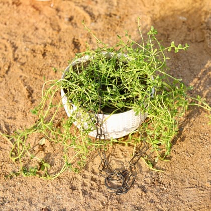 Buy Brahmi Plant in 6 Inch Euro Hanging Basket (any colour) Online | Urvann.com