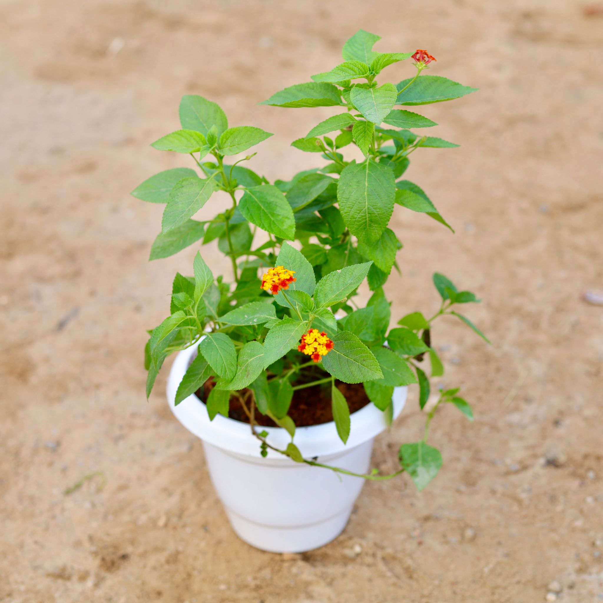 Lantana (any colour) in 8 Inch Classy White Plastic Pot