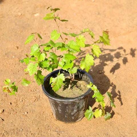 Grapes / Angoor Bel in 8 Inch Nursery Pot