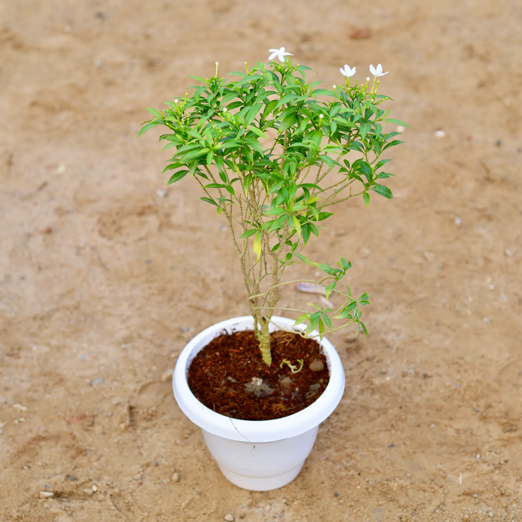 Dwarf Chandni White in 8 Inch Classy White Plastic Pot