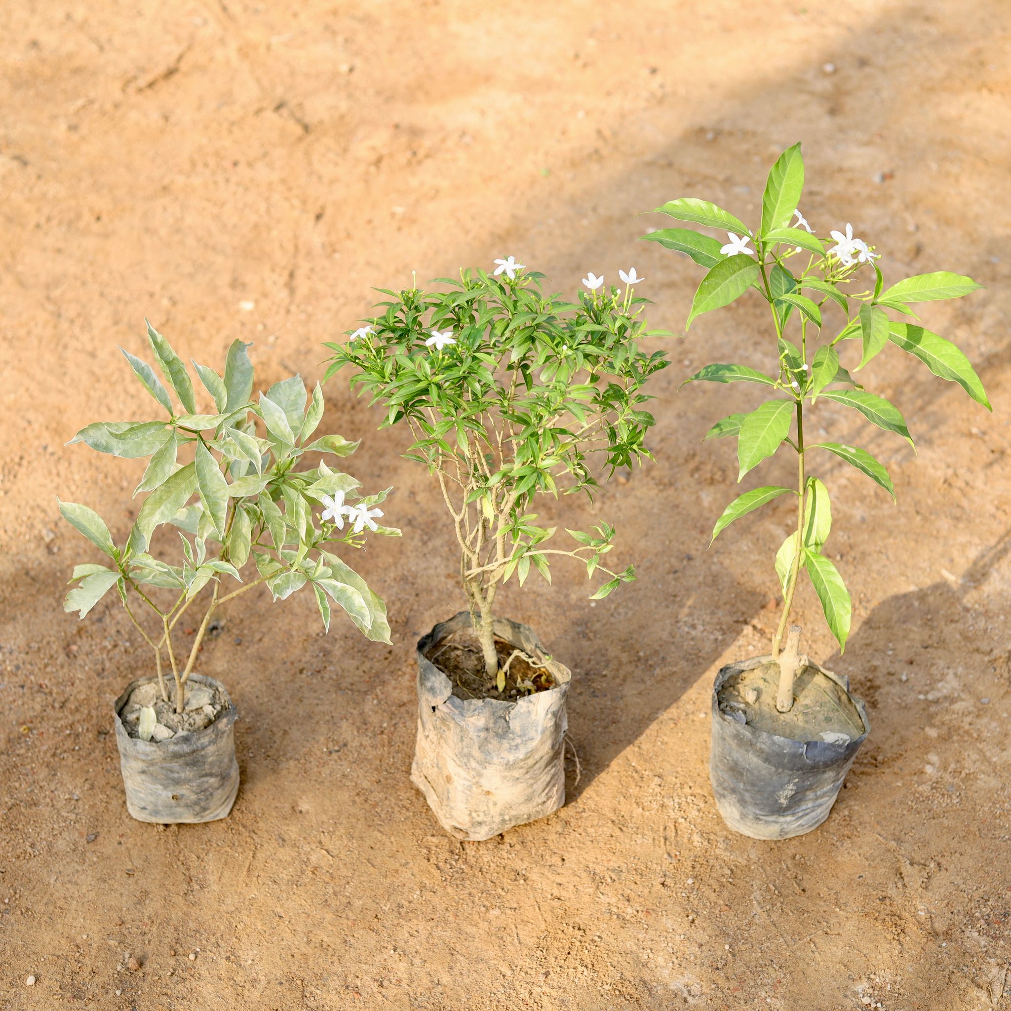 Set of 3 - Chandni (Variegated, Green & Dwarf) (any colour) in 4 Inch nursery bag