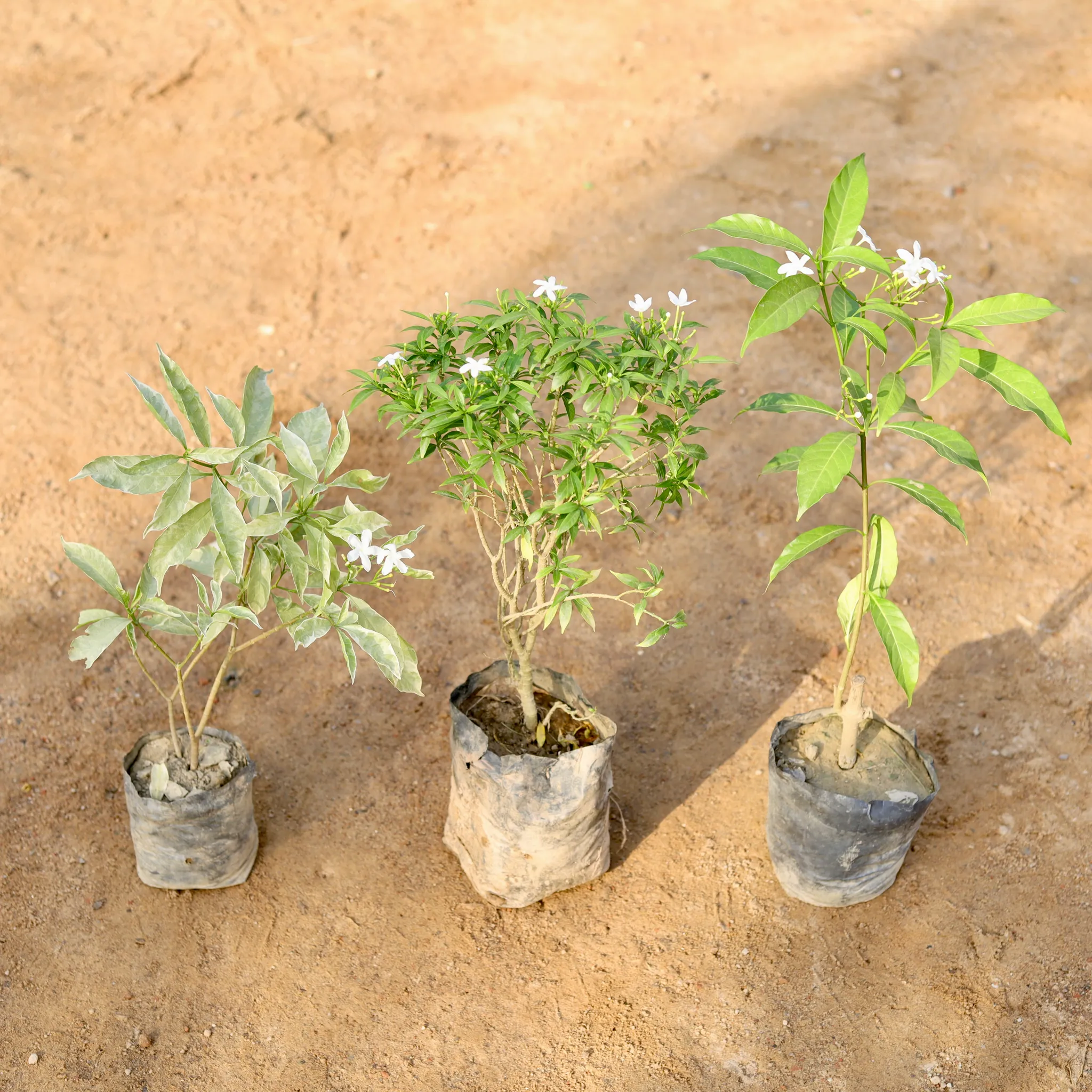 Set of 3 - Chandni (Variegated, Green & Dwarf) (any colour) in 4 Inch nursery bag