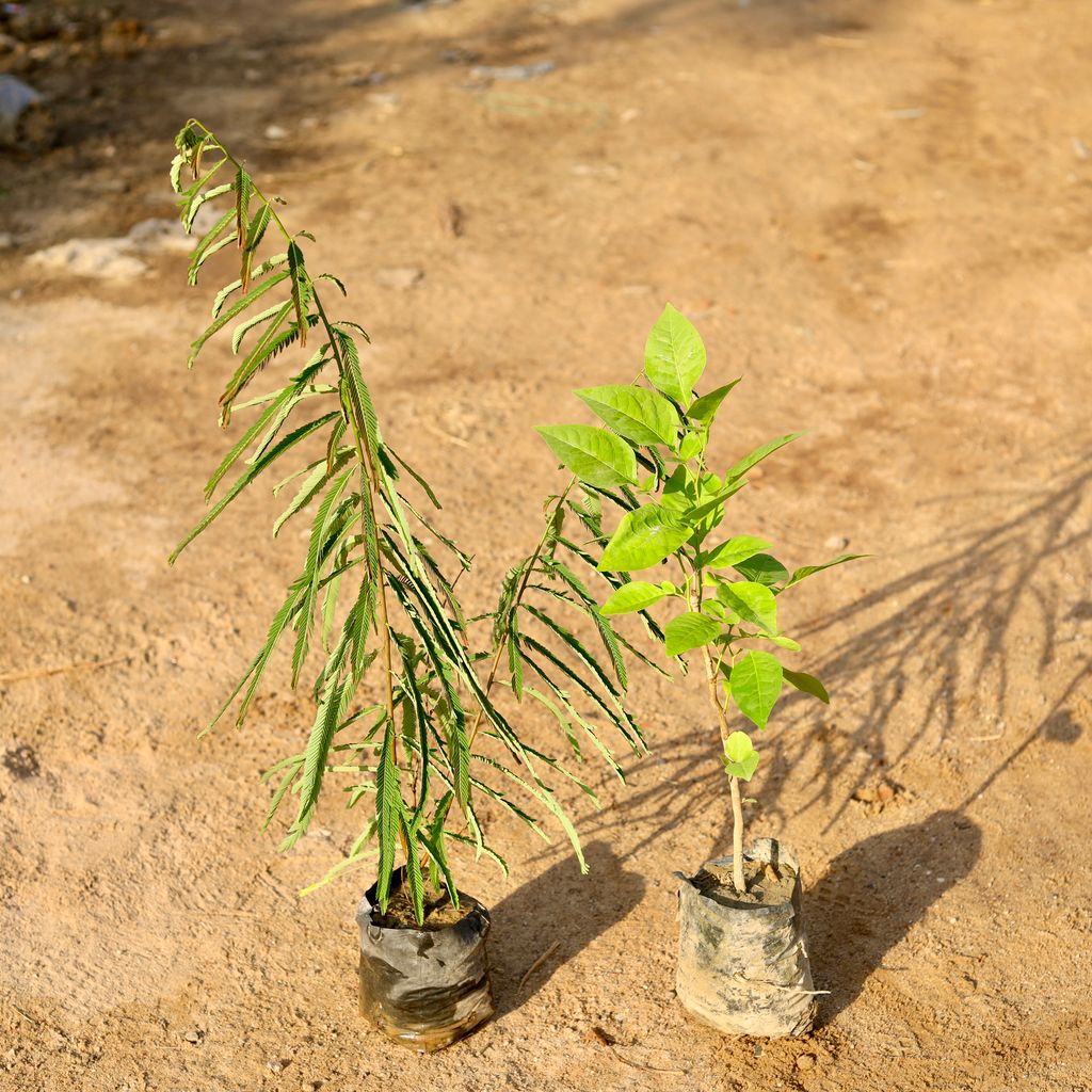 Buy Set of 2 - Amla / Indian Gooseberry & Bel Patra in 5 Inch nursery bag Online | Urvann.com Set of 2 - Amla / Indian Gooseberry & Bel Patra in 5 Inch nursery bag