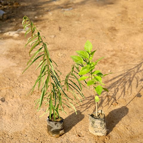 Set of 2 - Amla / Indian Gooseberry & Bel Patra in 5 Inch nursery bag