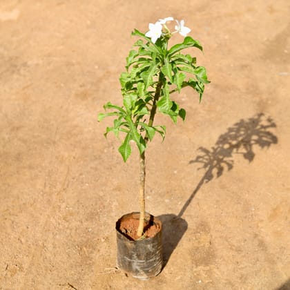 Buy Naag Champa / Plumeria Pudica White in 7 Inch Nursery Bag Online | Urvann.com