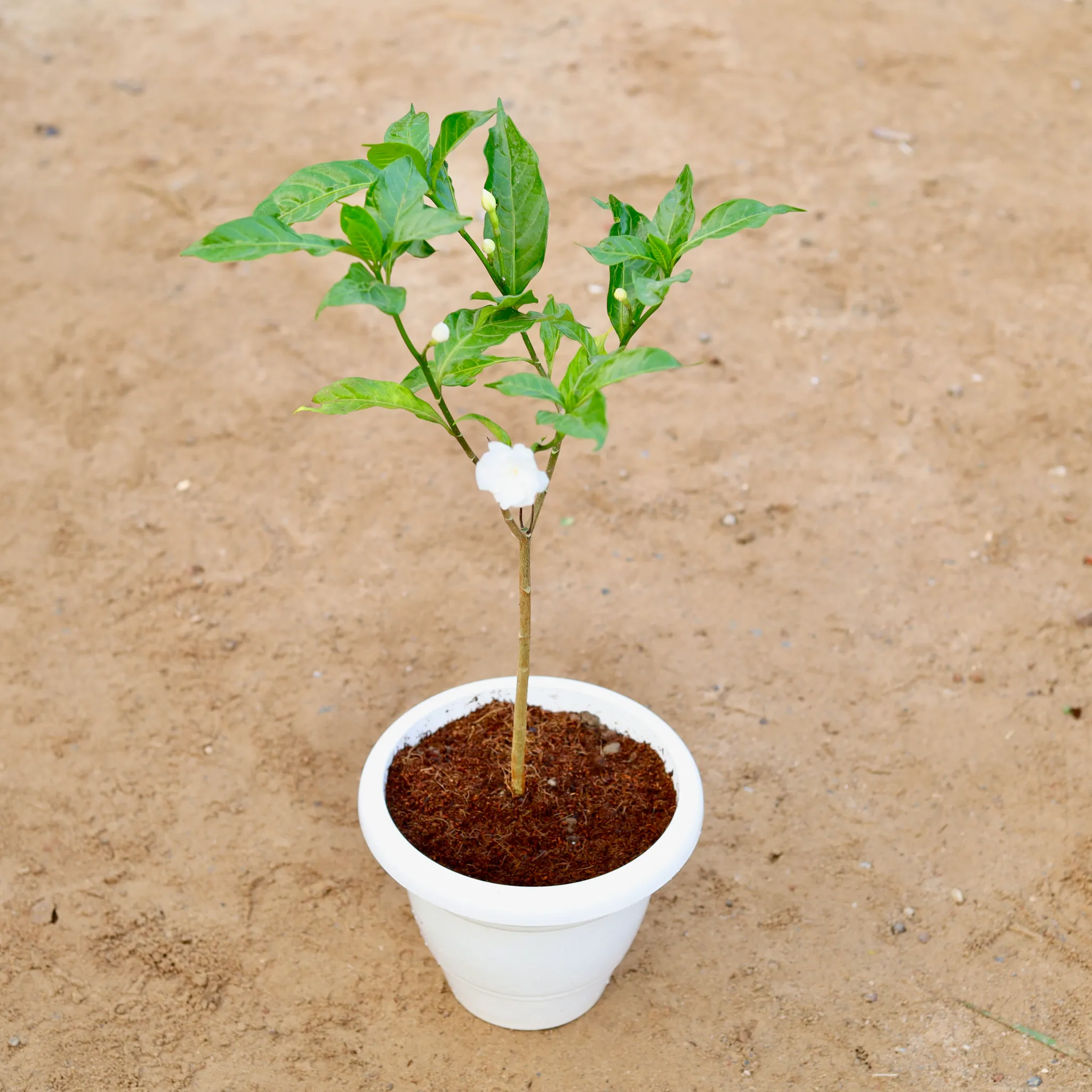 Double Chandni Pune in 10 Inch Classy White Plastic Pot