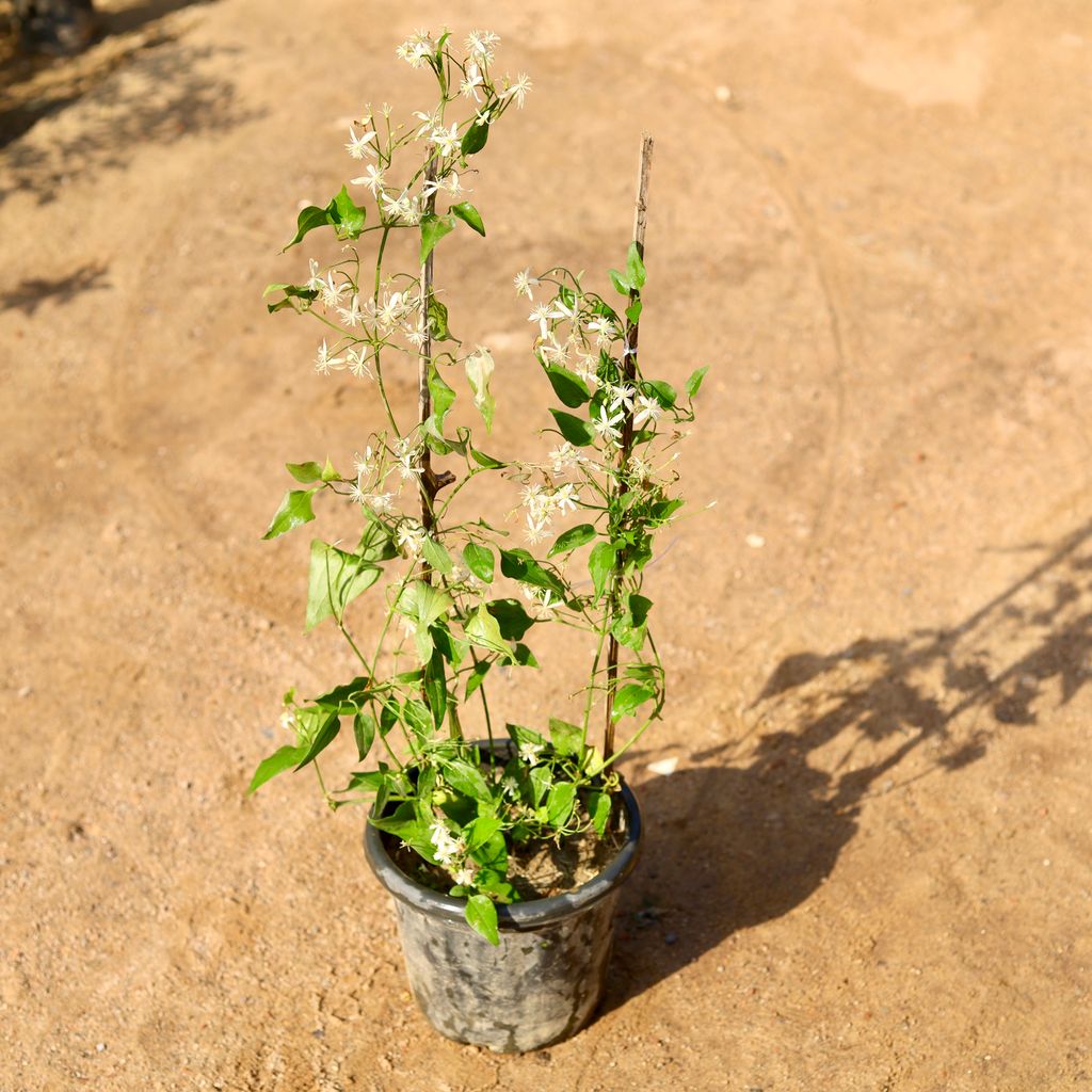 Buy Clemantis Flower Vine / Ranjai Bel (any colour) in 8 Inch Nursery Pot Online | Urvann.com Clemantis Flower Vine / Ranjai Bel (any colour) in 8 Inch Nursery Pot