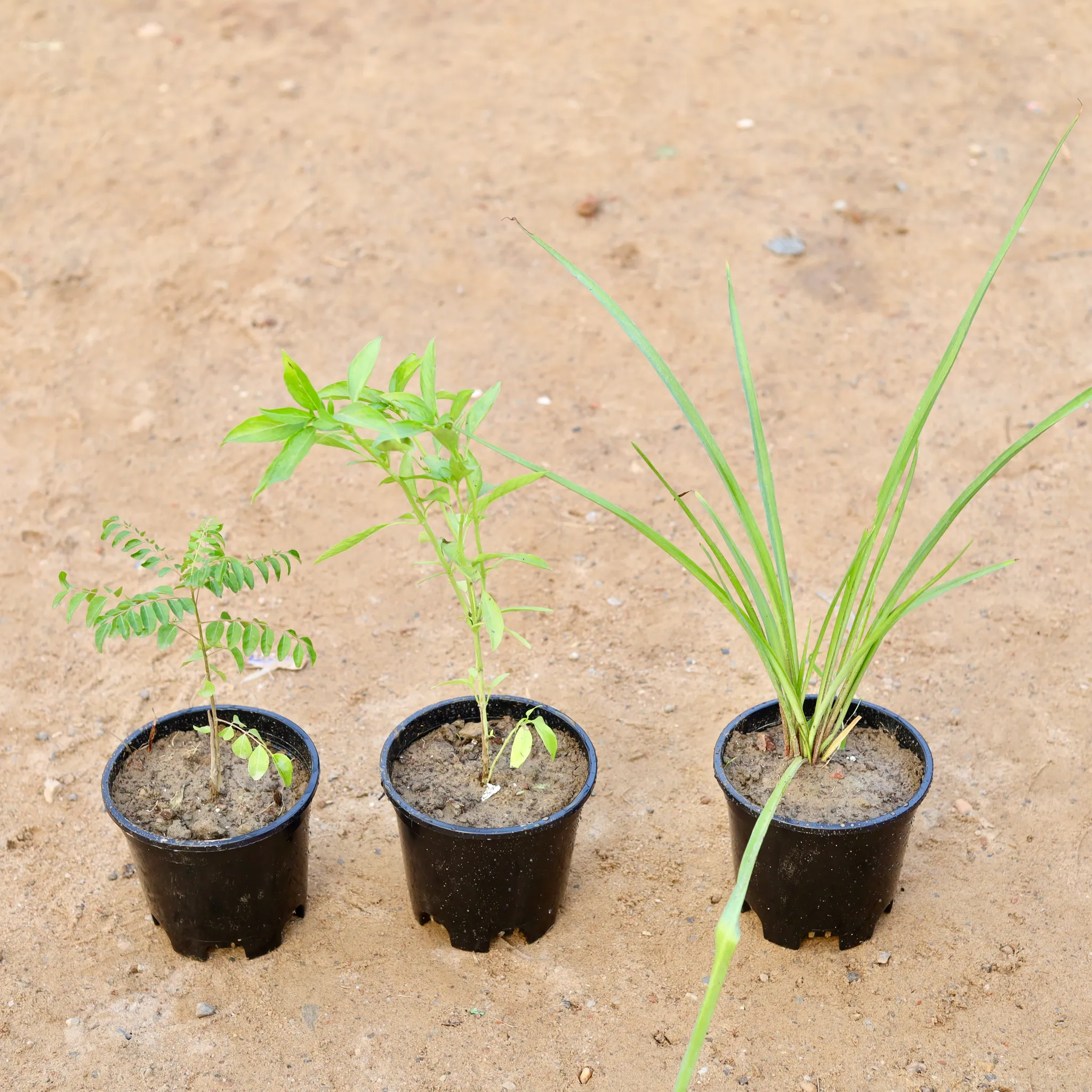 Set of 3 - Curry Patta, Rajnigandha & Sweet Basil in 6 Inch Nursery Pot