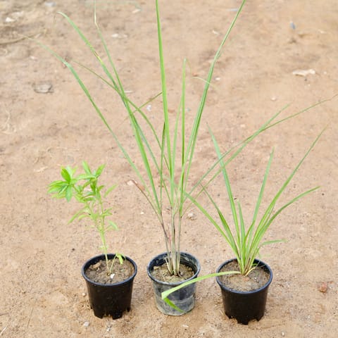 Set of 3 - Rajnigandha, Sweet Basil & Lemon Grass in 6 Inch Nursery Pot