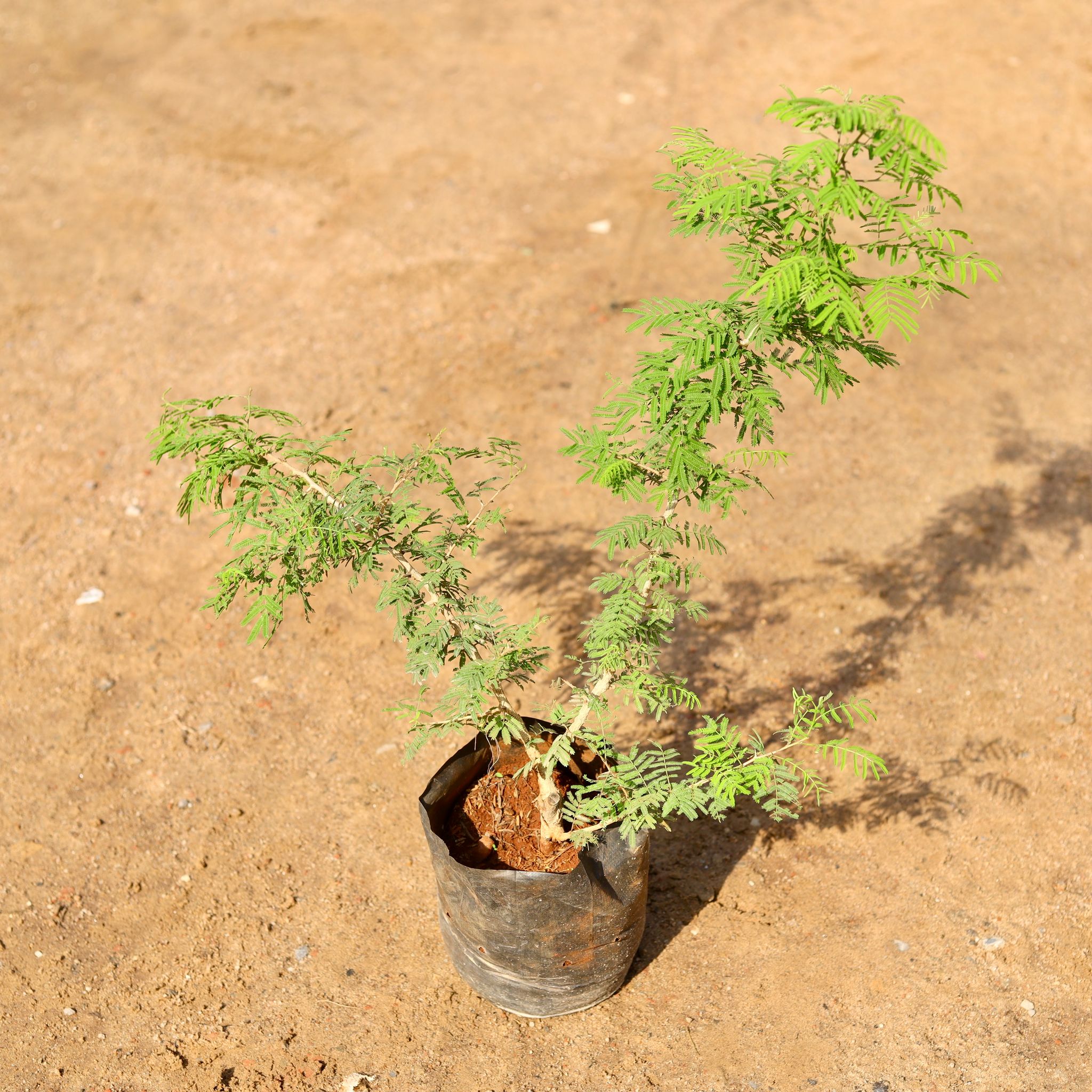 Shami plant (~1-2) in 7 Inch Nursery Bag