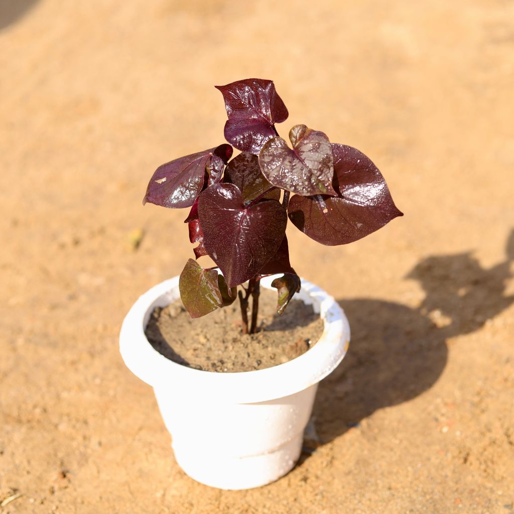 Buy Sweet Potato Vine / Ipomoea Black in 6 Inch Classy White Plastic Pot Online | Urvann.com Sweet Potato Vine / Ipomoea Black in 6 Inch Classy White Plastic Pot