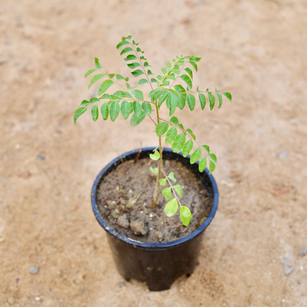 Free Next Day Delivery Curry Leaf / Curry Patta in 6 Inch Nursery Pot