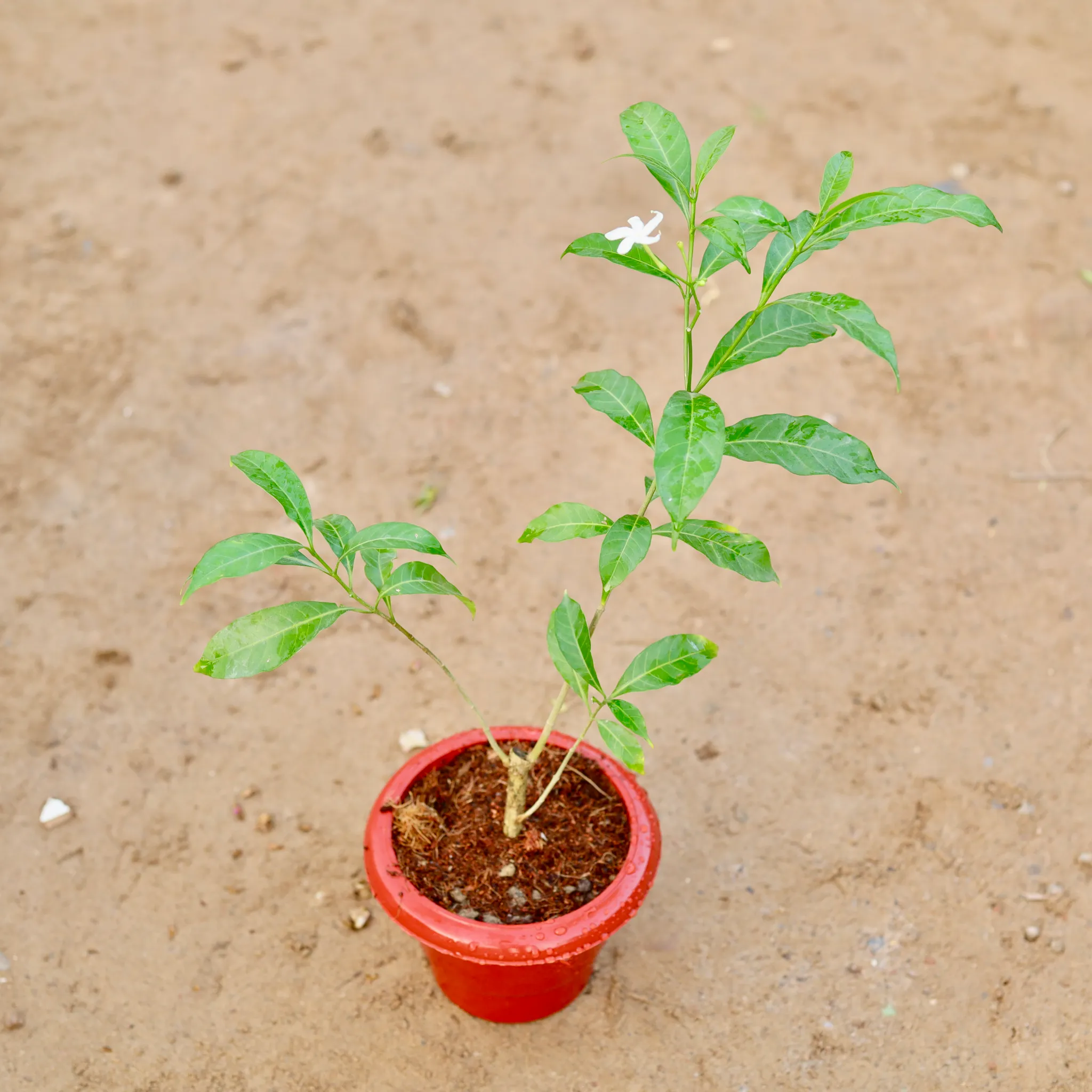 Chandni Green in 6 Inch Classy Red Plastic Pot