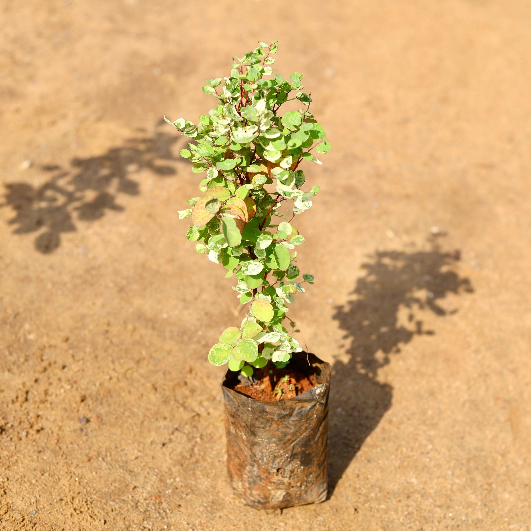 Aralia Snow Bush in 4 Inch Nursery Bag
